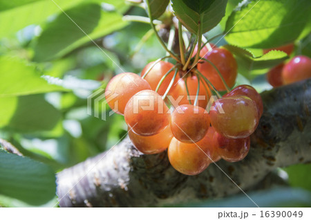 さくらんぼ さくらんぼ 16390049