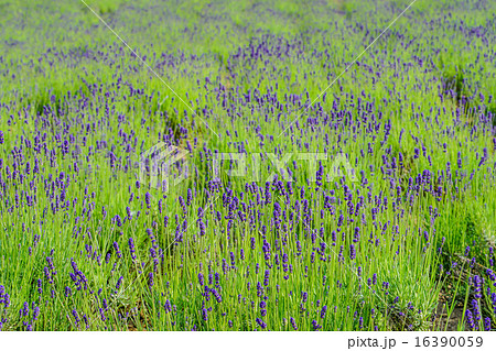 一面に咲くラベンダー (美瑛町) 一面に咲くラベンダー (美瑛町) 16390059
