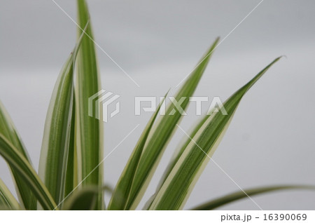 オリヅルラン 16390069