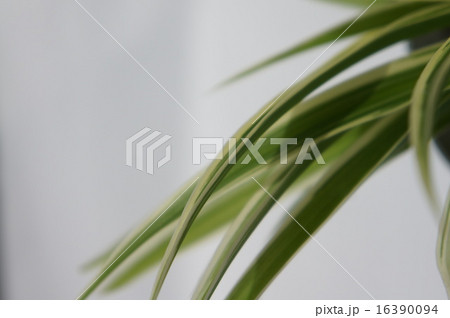 オリヅルラン オリヅルラン 16390094