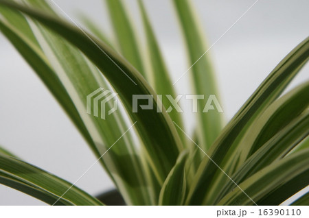 オリヅルラン 16390110