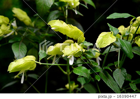 コエビソウ黄花 16390447