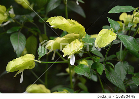 コエビソウ黄花 コエビソウ黄花 16390448