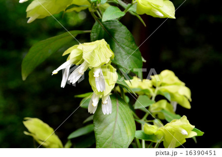 コエビソウ黄花 16390451