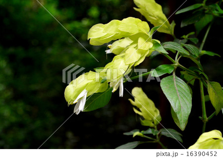 コエビソウ黄花 16390452