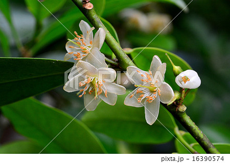 サカキの花 サカキの花 16390574