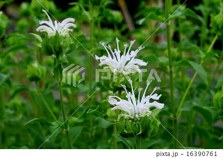 ハーブの花 ハーブの花 16390761