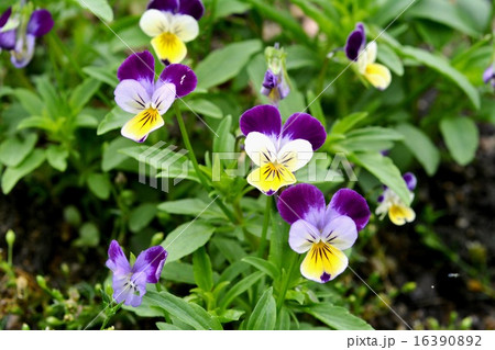 三色スミレ 16390892