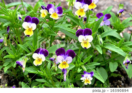 三色スミレ 16390894