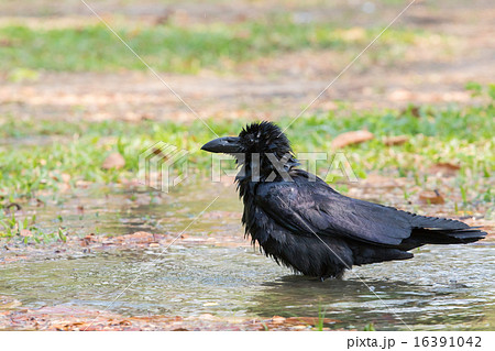 crow bathing in field use for natural wildlife 16391042