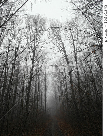 ヘルムの森、ポーランド ヘルムの森、ポーランド 16391245