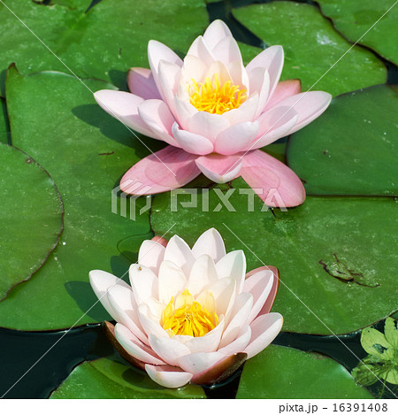 Beautiful pink water lily 16391408
