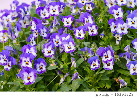 Violet pansy flower bed bloom in the garden Violet pansy flower bed bloom in the garden 16391528