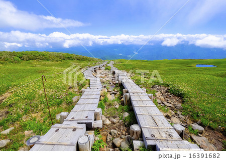 木道沿いの花畑2 木道沿いの花畑2 16391682