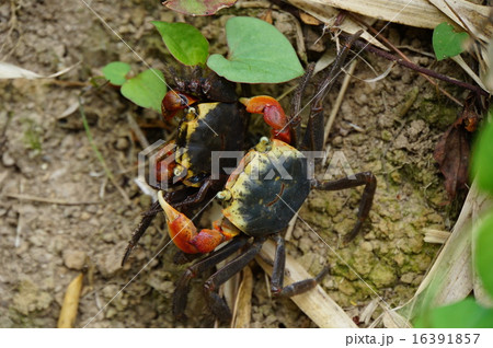 アカテガニ アカテガニ 16391857