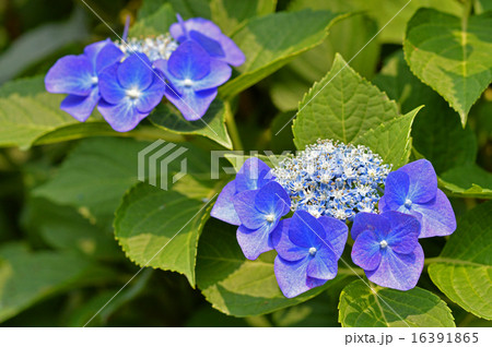 ガクアジサイ 額紫陽花 の写真素材 ガクアジサイ 額紫陽花 の写真素材