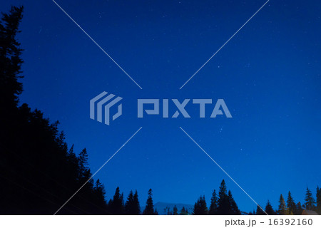 Forest under blue dark night sky Forest under blue dark night sky 16392160