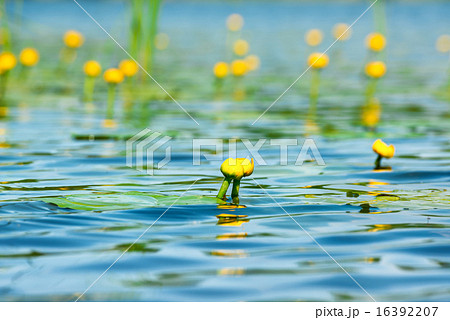 Water lily on pond Water lily on pond 16392207