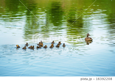 Duck family with many small ducklings 16392208
