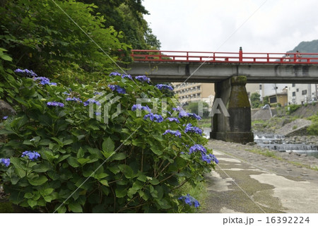あじさい橋とあじさいの花 16392224