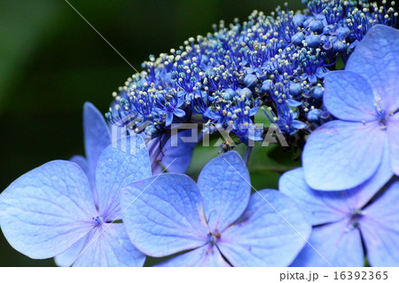 紫陽花 紫陽花 16392365