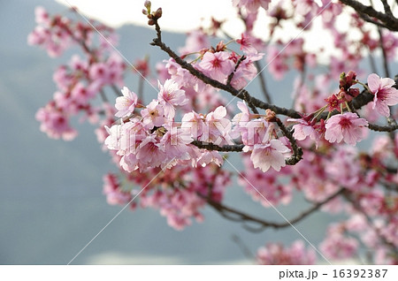 湖畔に咲く桜 湖畔に咲く桜 16392387