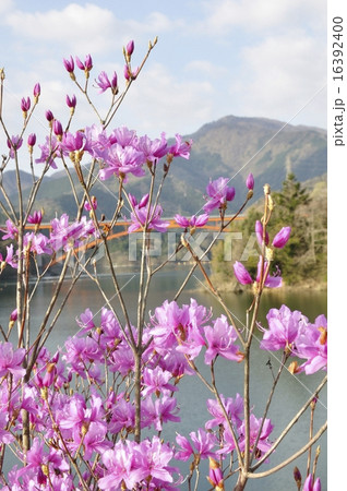 ミツバツツジ咲く宮ヶ瀬湖 ミツバツツジ咲く宮ヶ瀬湖 16392400