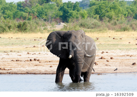 African elephants drinking at a muddy waterhole African elephants drinking at a muddy waterhole 16392509