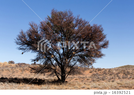 Tree in kgalagasi transfontier park Tree in kgalagasi transfontier park 16392521