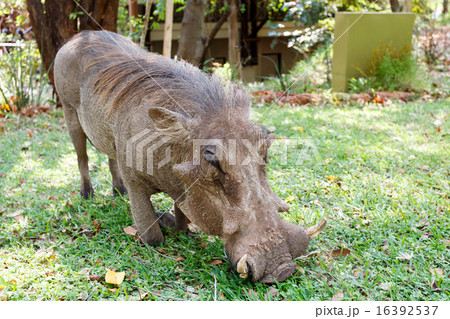 close up portrait of wart hog male in campsite 16392537