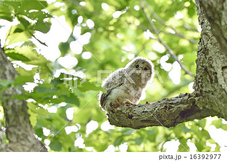 エゾフクロウの子供 16392977
