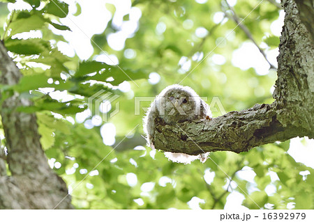 エゾフクロウの子供 エゾフクロウの子供 16392979