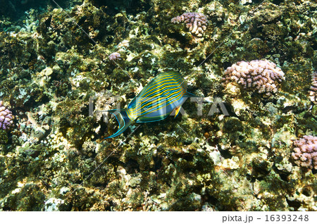 Coral reef and fish 16393248