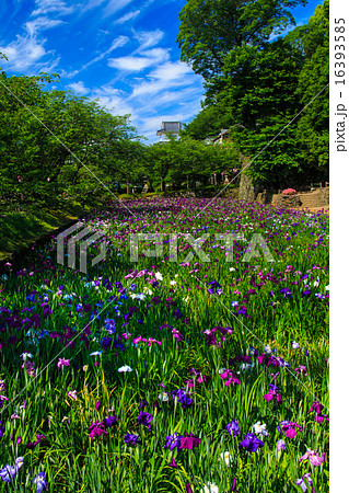 大村公園の花菖蒲 大村公園の花菖蒲 16393585