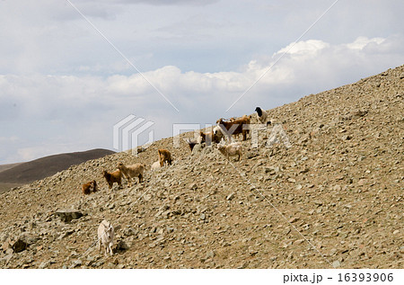 モンゴル　放牧の様子 16393906
