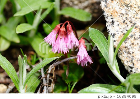 コイワカガミ 16394099