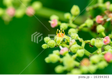 ヤブガラシの花 16394363