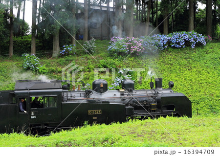 真岡鐵道「SLもおか号」緑と紫陽花を背景に 真岡鐵道「SLもおか号」緑と紫陽花を背景に 16394709