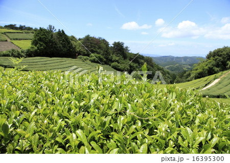 山の茶畑 16395300