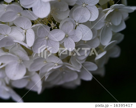 White hydrangea.~白い紫陽花~ White hydrangea.~白い紫陽花~ 16395417