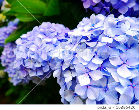 薄紫の紫陽花の写真素材