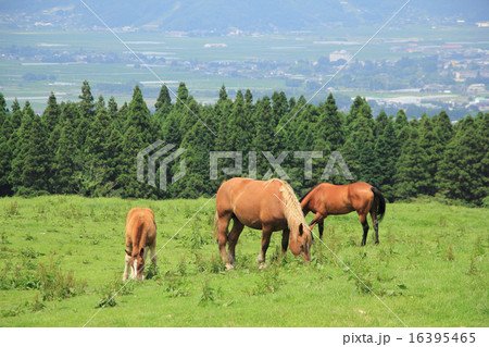 阿蘇山麓の放牧 阿蘇山麓の放牧 16395465