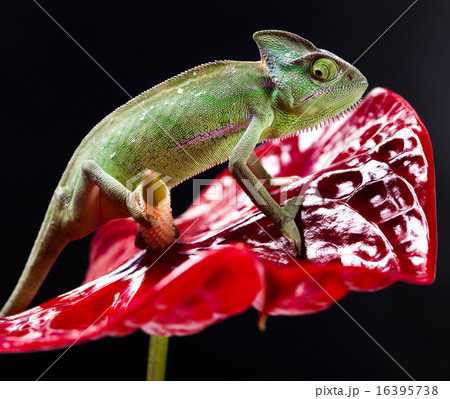 Lizard families, Chameleon, bright vivid exotic 16395738