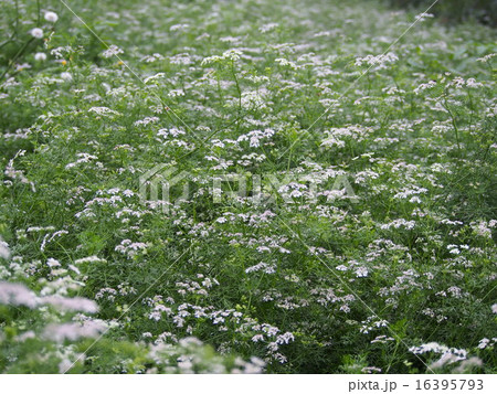 パクチーの花の写真素材