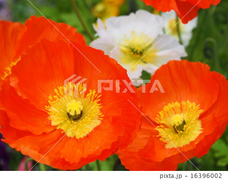 ポピー 16396002
