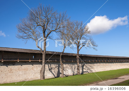 Three trees next to the defensive wall 16396006