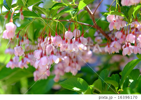 エゴノキの花 16396170