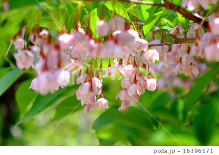 エゴノキの花 16396171