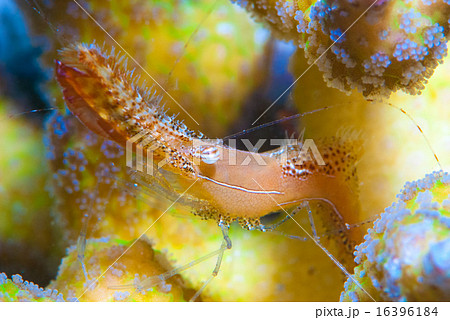 コガラシエビ コガラシエビ 16396184