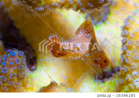 コガラシエビ コガラシエビ 16396185